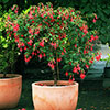 Flowering Fuchsia Tree