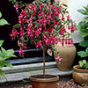 Flowering Fuchsia Tree