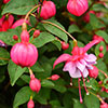 Pair of Flowering Fuchsia Trees Pair of Flowering Fuchsia Trees