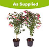 Pair of Flowering Fuchsia Trees Pair of Flowering Fuchsia Trees