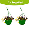 Pre-Planted Pansy Cool Wave Hanging Baskets