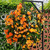 Pre-Planted Begonia Apricot Fiery Shades Hanging Baskets