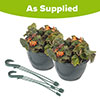 Pre-Planted Begonia Apricot Fiery Shades Hanging Baskets