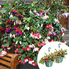 Pre-Planted Fuchsia Trailing Hanging Baskets