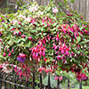 Pre-Planted Fuchsia Trailing Hanging Baskets