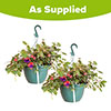 Pre-Planted Fuchsia Trailing Hanging Baskets