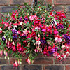 Pre-Planted Fuchsia Trailing Hanging Baskets Pre-Planted Fuchsia Trailing Hanging Baskets