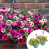 Pre-Planted Eton Mess Hanging Baskets