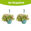 Pre-Planted Eton Mess Hanging Baskets