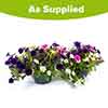 Pre-Planted Petunia Wave Mix Hanging Baskets