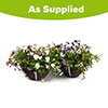 Premium Pre-Planted Cool Wave Berries & Cream Rattan Baskets
