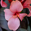 Canna Lily Cannova Bronze Peach