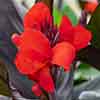 Canna Lily Cannova Bronze Scarlet