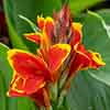 Canna Lily Red Golden Flame