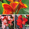 Canna Lily Cannova Collection Canna Lily Cannova Collection