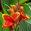 Canna Lily Cannova Collection Canna Lily Cannova Collection