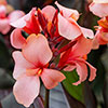 Canna Lily Cannova Collection Canna Lily Cannova Collection