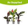 Canna Lily Cannova Collection Canna Lily Cannova Collection