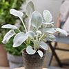 Senecio Angel Wings