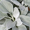 Senecio Angel Wings