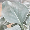 Senecio Angel Wings