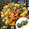 Premium Pre-Planted Begonia Apricot Fiery Shades Rattan Hanging Baskets