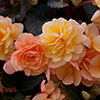 Premium Pre-Planted Begonia Apricot Fiery Shades Rattan Hanging Baskets