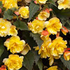Premium Pre-Planted Begonia Apricot Fiery Shades Rattan Hanging Baskets