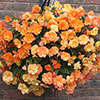 Premium Pre-Planted Begonia Apricot Fiery Shades Rattan Hanging Baskets