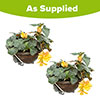 Premium Pre-Planted Begonia Apricot Fiery Shades Rattan Hanging Baskets