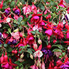 Premium Pre-Planted Fuchsia Trailing Rattan Hanging Baskets