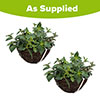 Premium Pre-Planted Fuchsia Trailing Rattan Hanging Baskets
