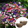 Premium Pre-Planted Petunia Wave Rattan Hanging Baskets