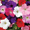 Premium Pre-Planted Petunia Wave Rattan Hanging Baskets