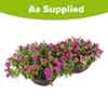 Premium Pre-Planted Eton Mess Rattan Hanging Baskets