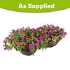 Premium Pre-Planted Eton Mess Rattan Hanging Baskets Premium Pre-Planted Eton Mess Rattan Hanging Baskets