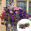 Premium Pre-Planted Summer Sensation Rattan Hanging Baskets