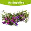 Premium Pre-Planted Summer Sensation Rattan Hanging Baskets