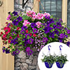 Pre-Planted Summer Sensation Hanging Baskets