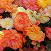 Pre-Planted Begonia Sunshine Shades Patio Pots