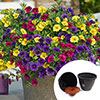 Pre-Planted Cococabana Mix Patio Pots Pre-Planted Cococabana Mix Patio Pots