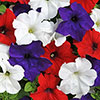 Pre-Planted Petunia Patriotic Mix Rattan Hanging Baskets