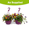 Pre-Planted Pansy Top Wave Hanging Baskets