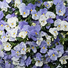 Pre-Planted Pansy Cool Wave Frost Hanging Baskets