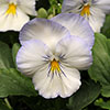 Pre-Planted Pansy Cool Wave Frost Hanging Baskets