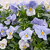 Pre-Planted Pansy Cool Wave Frost Hanging Baskets