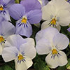 Pre-Planted Pansy Cool Wave Frost Hanging Baskets