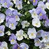 Pre-Planted Pansy Cool Wave Frost Hanging Baskets