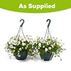 Pre-Planted Pansy Cool Wave Frost Hanging Baskets