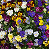 Pair of Pre-Planted Pansy Fragrant Waterfall Hanging Baskets Pair of Pre-Planted Pansy Fragrant Waterfall Hanging Baskets